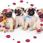 Profile Picture of Lisa Kendall Foster (@pug_mom_2) on Instagram