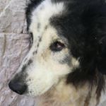 Profile Picture of Roberto Di Filippo (@roberto.difilippo1968) on Instagram