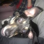 Profile Picture of Joe (@deathridesapalefixie) on Instagram