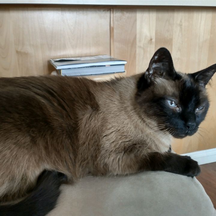 Profile Picture of karlamcdaniel8 (@karlamcdaniel8) on Tiktok