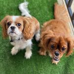 Profile Picture of Ruby And Russell (@rubyandrussell) on Instagram