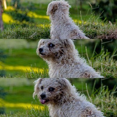 Profile Picture of ALONSO PAEZ (@ALONSOPAEZ9) on Twitter