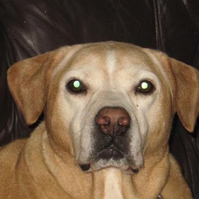 Profile Picture of Melvin Bates (@laughingdog11) on Twitter
