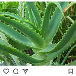 Profile Picture of Market Turkestan FOREVER (@aloe_vera_turkestan) on Instagram