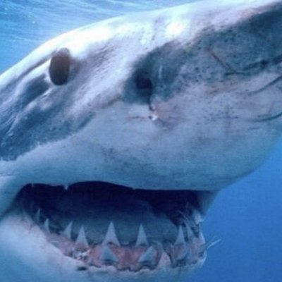 Profile Photo of Lydia Shark (@RockStarLydia) on Twitter