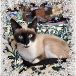 Profile Picture of Shawnda Chenier-St Laurent (@71motomom127) on Instagram