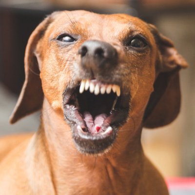 Profile Picture of David "Most Vicious Dogs & Ominous Weapons" Herr (@davidcherr) on Twitter