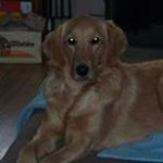 Profile Picture of David Goodsell (@goodselldavid) on Instagram