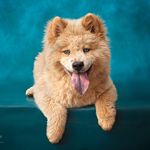 Profile Picture of Summitt Bear Dupree (@summittbears) on Instagram