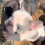 Profile Picture of Maya Buldogue Francês (@mayabullfrenchiefellas) on Instagram