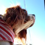 Profile Picture of Christopher Petrossian (@chris_petrossisan) on Instagram