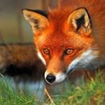 Profile Picture of Fletcher Christian (@lallement_damien) on Instagram