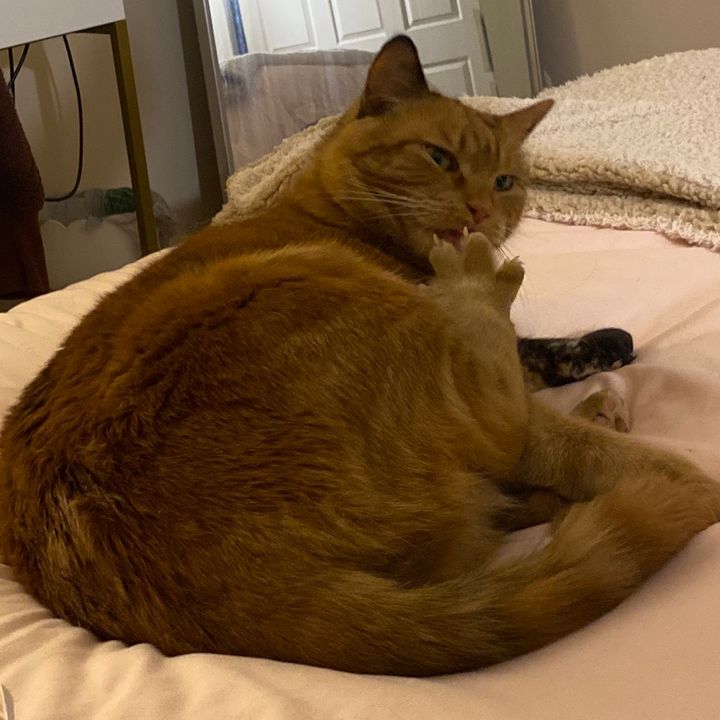 Profile Picture of Clembob (@clembob5) on Tiktok