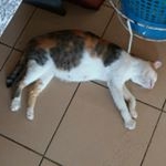 Profile Picture of Muhammad Mikail👑 (@_kingmikail) on Instagram