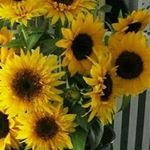 Lucia Agnello - Instagram Profile Picture of Lucia Agnello (@cimilla) on Instagram