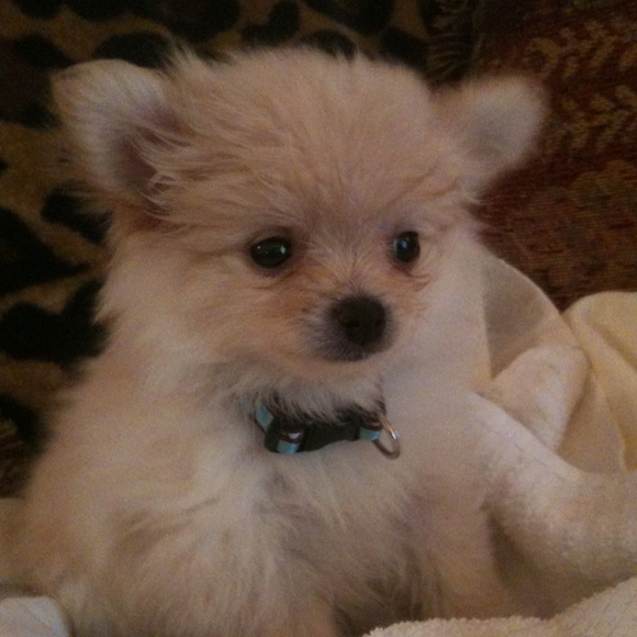 Profile Picture of Aleasha Gevedon (@aleasha) on Poshmark