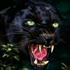 Profile Picture of user2506927141139 (@brianpanther7) on Tiktok