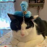 Profile Picture of Carolyn Ingram (@gtowngardner) on Instagram