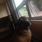 Profile Picture of Taten Jean Rowland (@_dogs_lover_) on Instagram