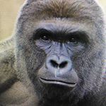 Profile Picture of Robert Caradonna (@harambecovefe) on Instagram