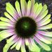 Profile Picture of Kellie Maliszewski (@Kellie-Maliszewski) on Facebook
