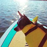 Profile Picture of James Glazer (@james_hearts_dogs) on Instagram
