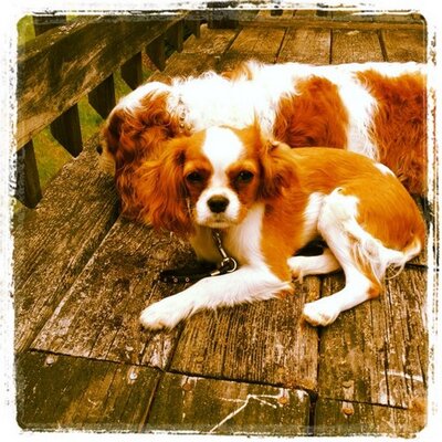 Profile Picture of Chris Peddy (@@chrispeddy1) on Twitter