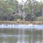 Profile Picture of Stephen Farrington (@sexykittenaustralia) on Instagram