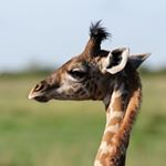 Profile Picture of Ralph Madden (@es_es_tester2) on Instagram
