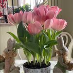 Profile Picture of Nancy Abrahamson (@nancy_abrahamson) on Instagram