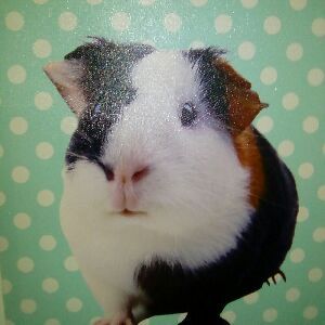 amy checkley - Tiktok Profile Picture of amy checkley (@ajcheckers) on Tiktok