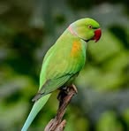 Profile Picture of Shapla Full (@Shapla-Full) on Facebook