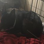 Profile Picture of Braxton Patrick (@lol_itz_me_braxton) on Instagram