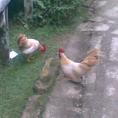 Profile Picture of Sandy Iwan (@sandyiwan2) on Twitter