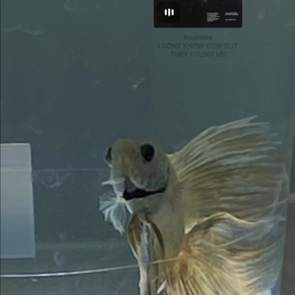 Profile Picture of Isabela Valladares (@isab3wascloset) on Poshmark