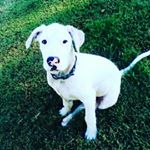 Profile Picture of 🍻🍻luke James Brennan🐗🐗🔒Kristy💜 (@lukejamesbrennan) on Instagram