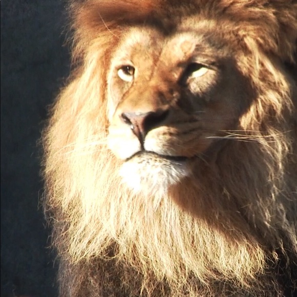 Profile Picture of Whitney Moberly (@whitneyrose91) on Poshmark