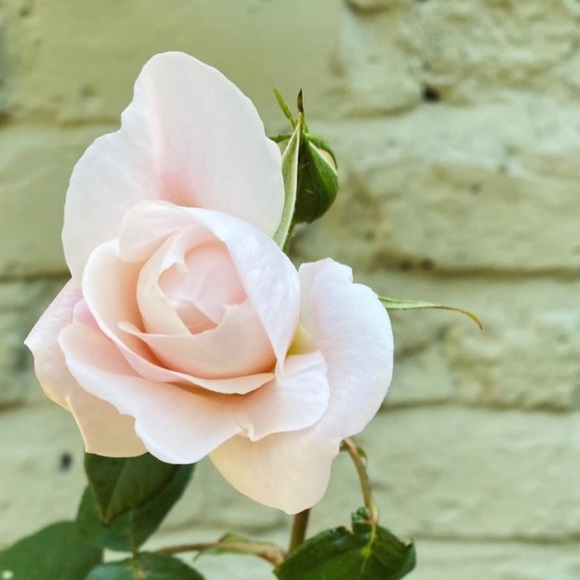 Profile Picture of Juno Juno (@nidzara) on Poshmark