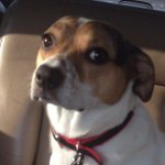 Profile Picture of Mia Manning (@mia_puppeh) on Instagram
