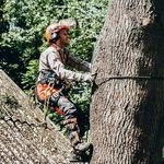 Profile Picture of Догляд та видалення дерев \ Tree worker (@arborist.ua) on Instagram