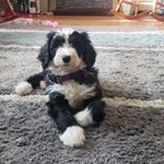 Profile Picture of Tabitha Scott (@winniemuggs) on Instagram