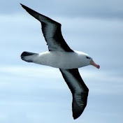 Lars Olsson - Youtube Profile Picture of Lars Olsson (@pilotOlsson) on Youtube