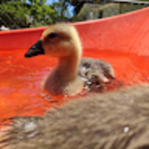 Profile Picture of Abraham Lambaren (@hamonsitoooo) on Poshmark