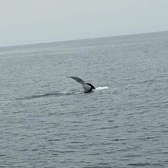 Profile Picture of Allison Baldonado (@allison0513) on Poshmark