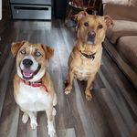 Profile Picture of Nova.Scotia.Lagertha.Cutler (@nslc_dawg) on Instagram