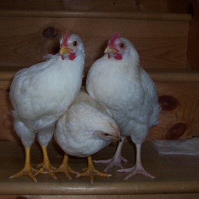 Profile Picture of Amanda Owen-Walkup (@Amanda_Maee) on Twitter