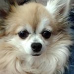 kimkothedog - Instagram Profile Picture of kimkothedog (@kimkothedog) on Instagram