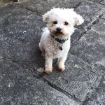 Profile Picture of Buddy John-Snow (@buddy_hoey) on Instagram