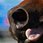 Profile Picture of - Totem - (@- Totem -) on Flickr