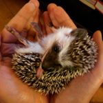 Profile Picture of Bruce West (@brucethehog) on Instagram